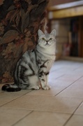 BRITISH SHORTHAIR 056